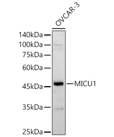 MICU1 Rabbit Polyclonal Antibody