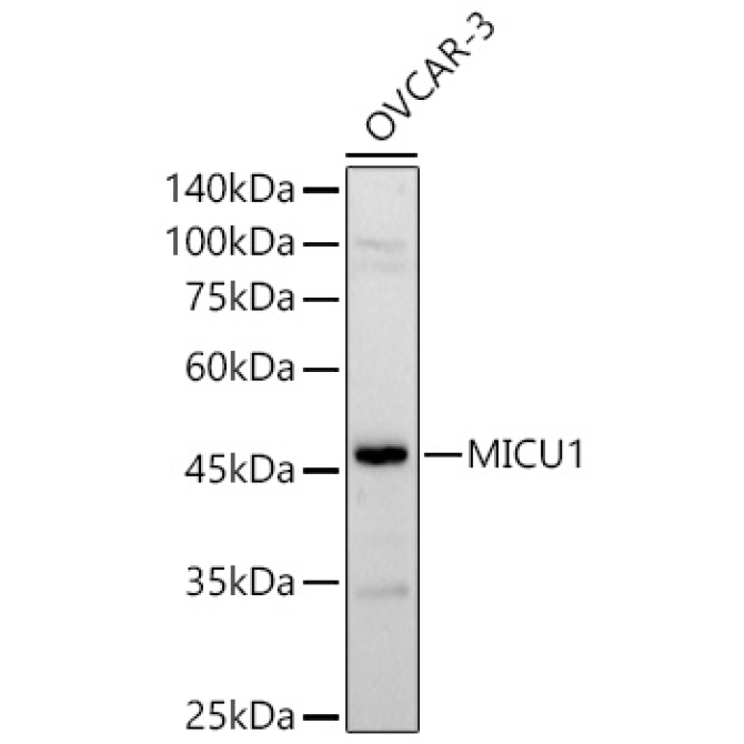 MICU1 Rabbit Polyclonal Antibody