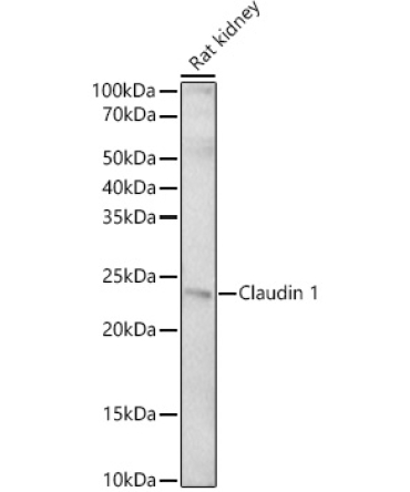 Claudin 1 Rabbit Polyclonal Antibody