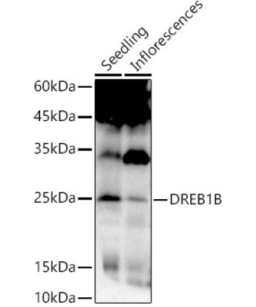 DREB1B Rabbit Polyclonal Antibody