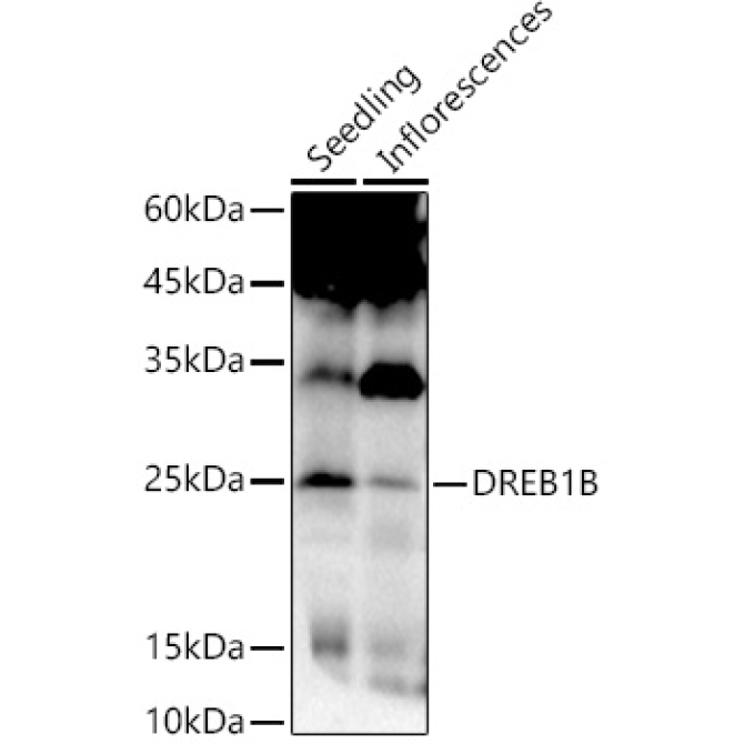 DREB1B Rabbit Polyclonal Antibody