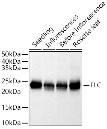 FLC Rabbit Polyclonal Antibody