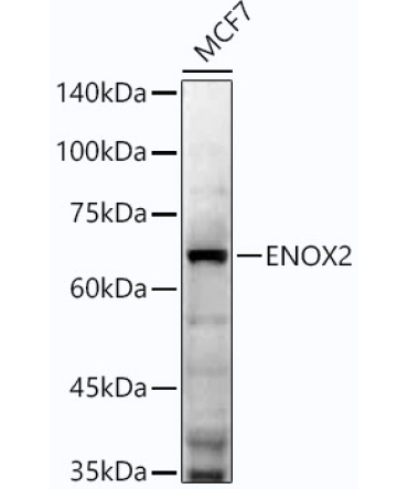 ENOX2 Rabbit Monoclonal Antibody