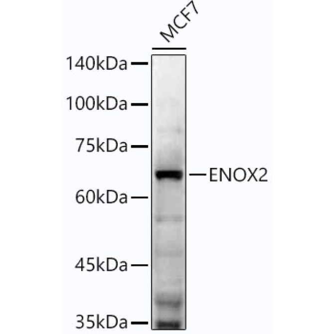 ENOX2 Rabbit Monoclonal Antibody