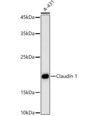 Claudin 1 Rabbit Polyclonal Antibody