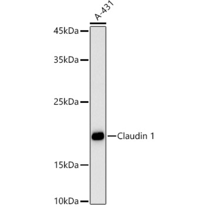 Claudin 1 Rabbit Polyclonal Antibody