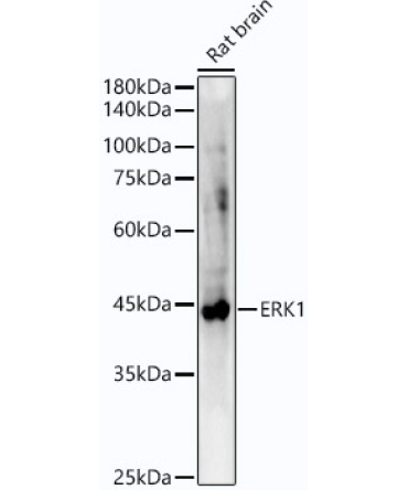 ERK1 Rabbit Monoclonal Antibody
