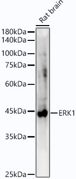 ERK1 Rabbit Monoclonal Antibody