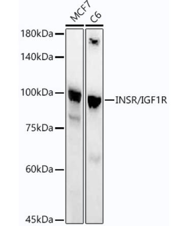 INSR/IGF1R Rabbit Monoclonal Antibody