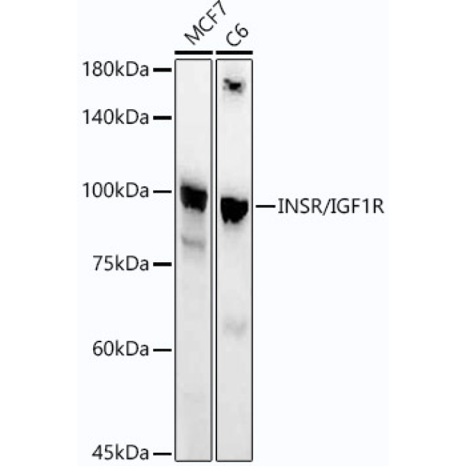 INSR/IGF1R Rabbit Monoclonal Antibody