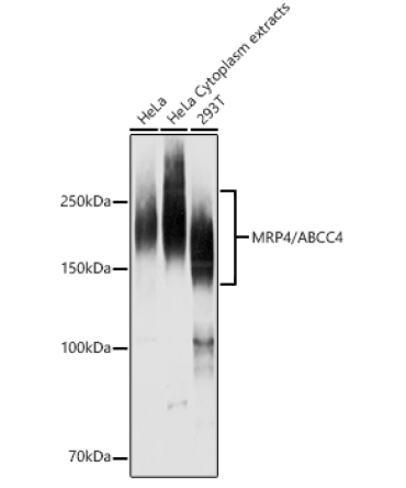 MRP4/ABCC4 Rabbit Polyclonal Antibody