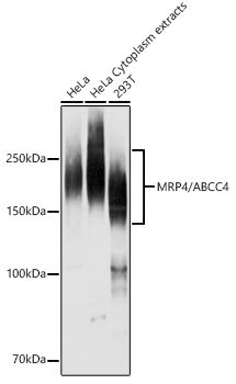 MRP4/ABCC4 Rabbit Polyclonal Antibody
