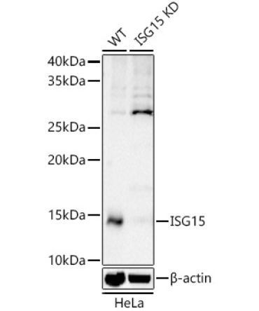 ISG15 Rabbit Polyclonal Antibody [KD Validated]