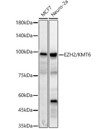 EZH2/KMT6 Rabbit Polyclonal Antibody