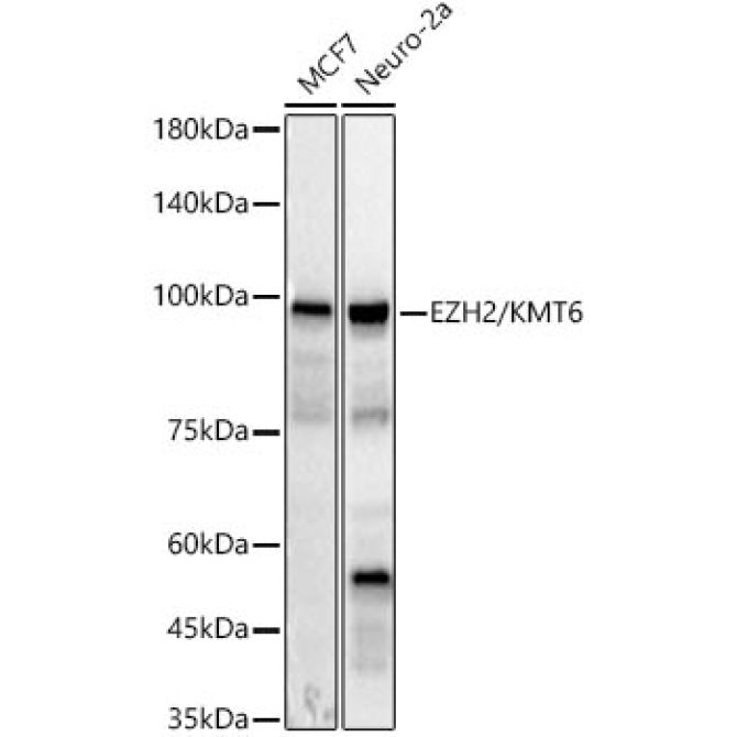 EZH2/KMT6 Rabbit Polyclonal Antibody