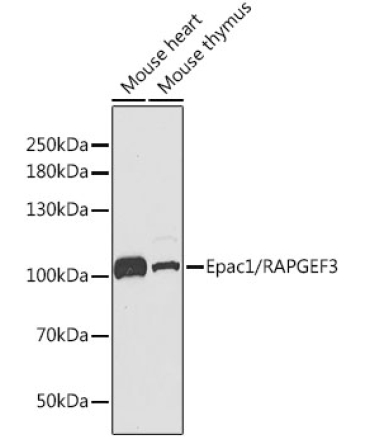 Epac1/RAPGEF3 Rabbit Polyclonal Antibody