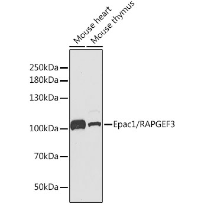 Epac1/RAPGEF3 Rabbit Polyclonal Antibody