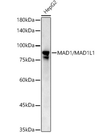 MAD1/MAD1L1 Rabbit Polyclonal Antibody [KD Validated]