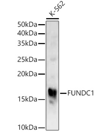 FUNDC1 Rabbit Polyclonal Antibody