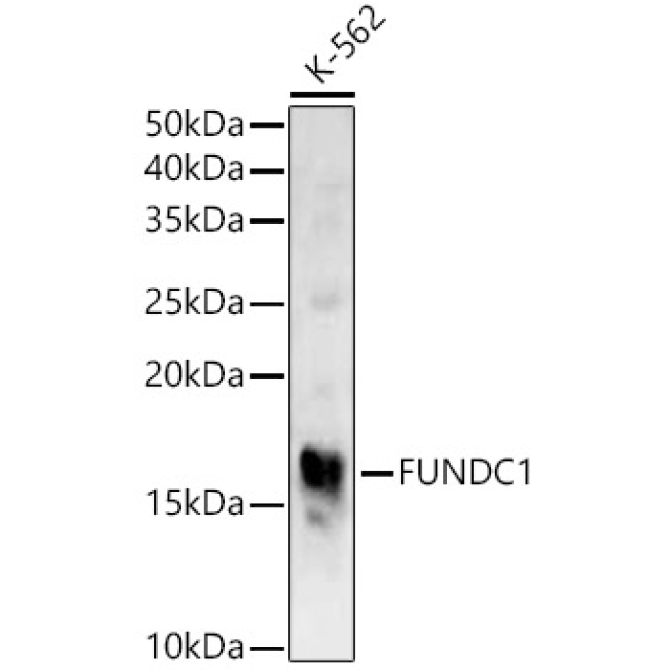 FUNDC1 Rabbit Polyclonal Antibody