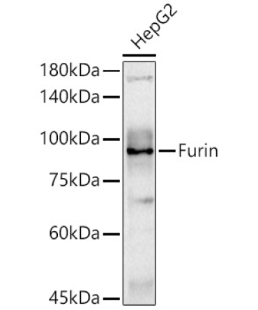 Furin Rabbit Polyclonal Antibody