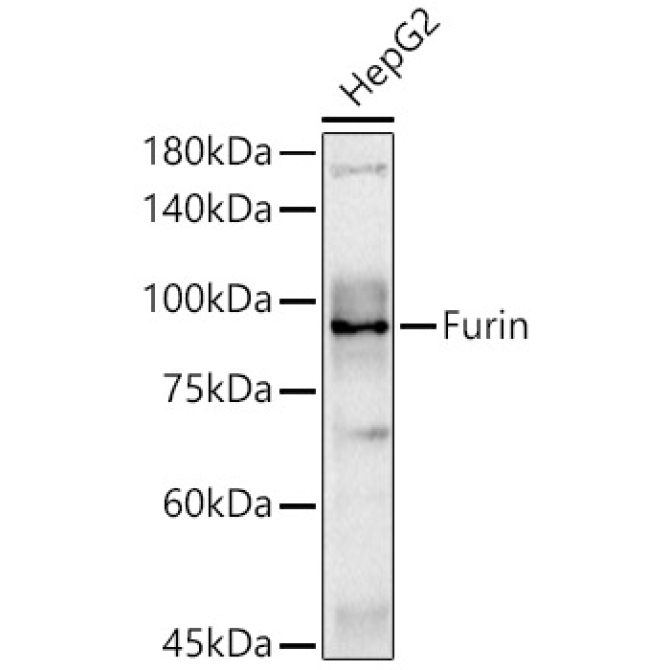 Furin Rabbit Polyclonal Antibody