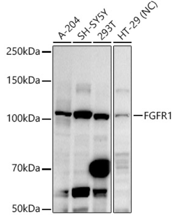 FGFR1 Rabbit Polyclonal Antibody