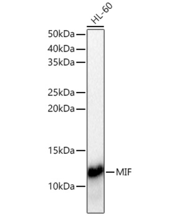 MIF Rabbit Polyclonal Antibody [KO Validated]