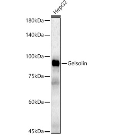 Gelsolin Rabbit Polyclonal Antibody [KD Validated]