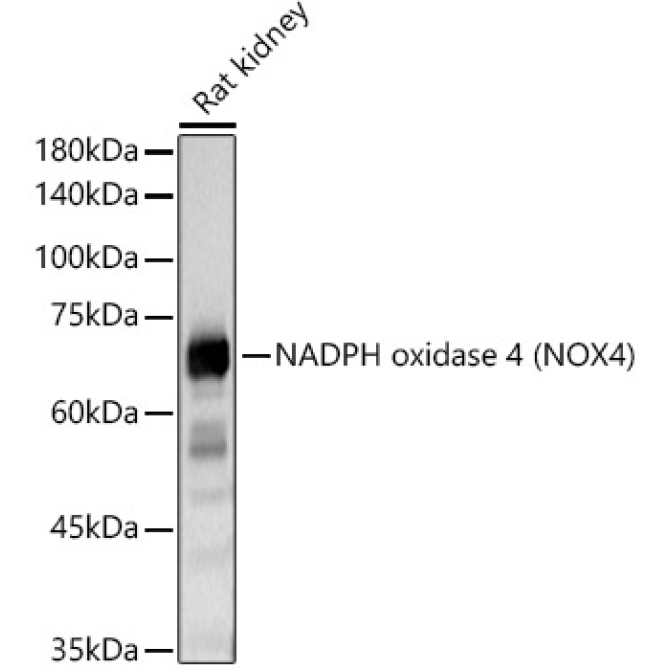 NADPH oxidase 4 (NOX4) Rabbit Polyclonal Antibody