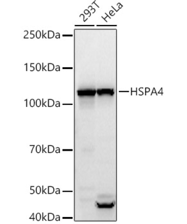 HSPA4 Rabbit Polyclonal Antibody