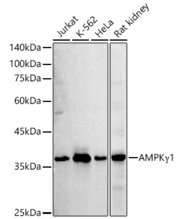 AMPKGamma1 Rabbit Polyclonal Antibody