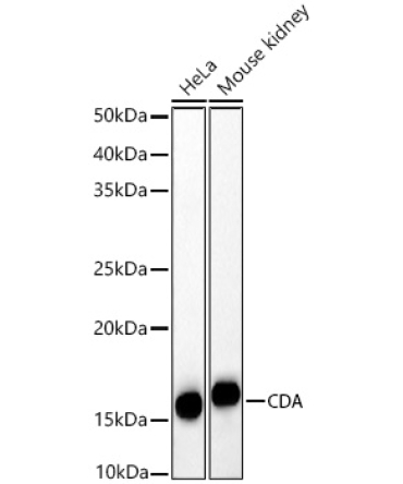 CDA Rabbit Polyclonal Antibody