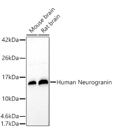 Human Neurogranin Rabbit Polyclonal Antibody