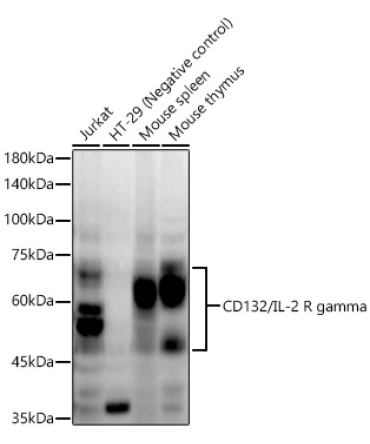 CD132/IL-2 R gamma Rabbit Monoclonal Antibody