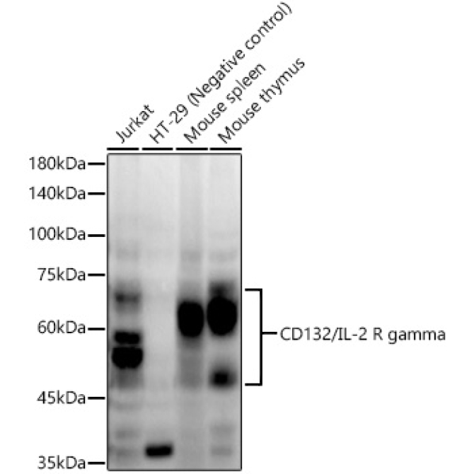 CD132/IL-2 R gamma Rabbit Monoclonal Antibody