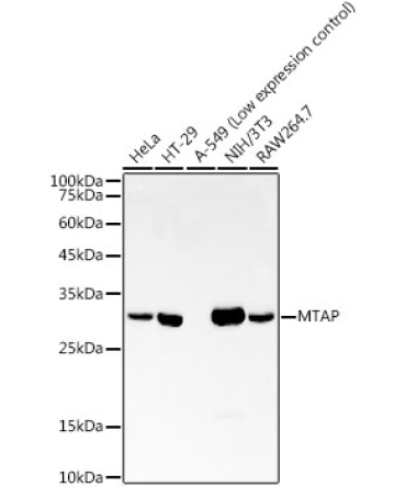 MTAP Rabbit Monoclonal Antibody