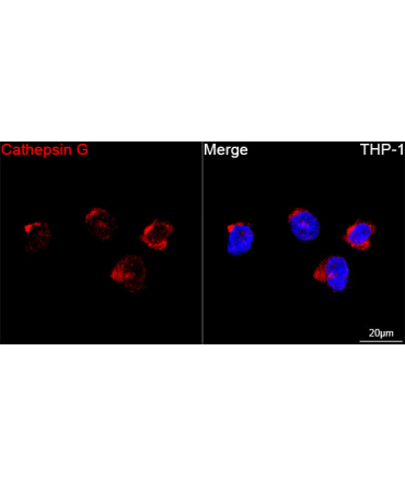 Cathepsin G Rabbit Monoclonal Antibody