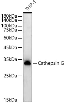 Cathepsin G Rabbit Monoclonal Antibody