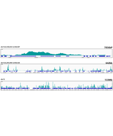 Acetyl-Histone H3-K27 Rabbit Monoclonal Antibody