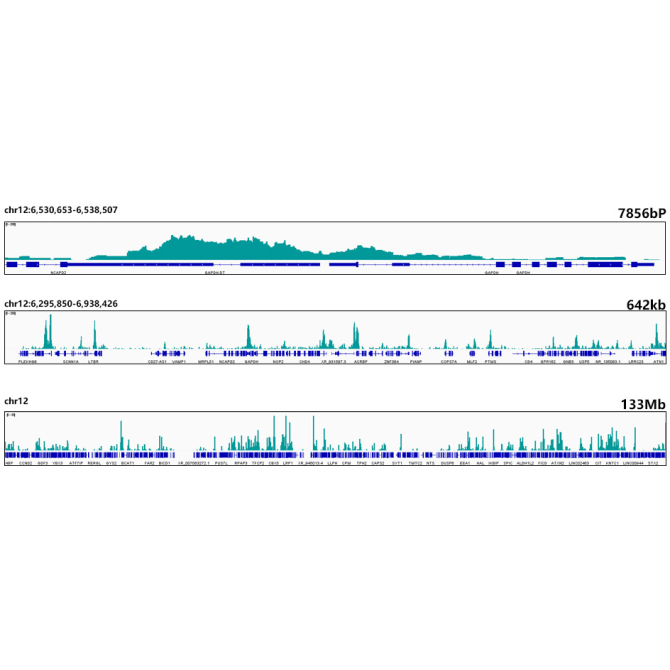 Acetyl-Histone H3-K27 Rabbit Monoclonal Antibody