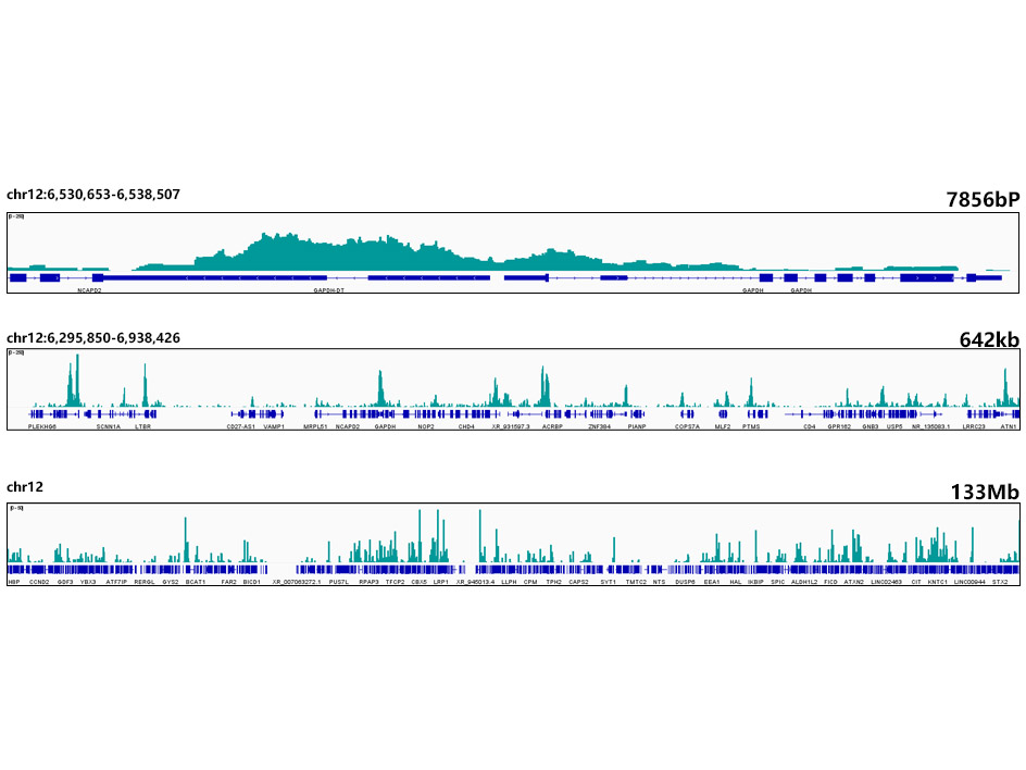 Acetyl-Histone H3-K27 Rabbit Monoclonal Antibody
