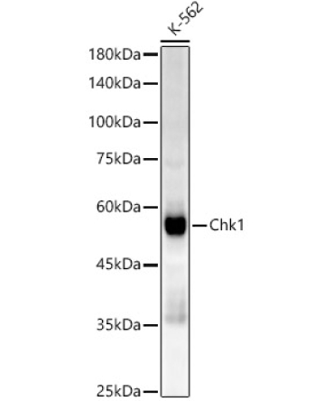 Chk1 Rabbit Monoclonal Antibody