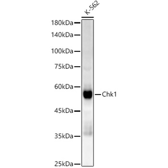 Chk1 Rabbit Monoclonal Antibody
