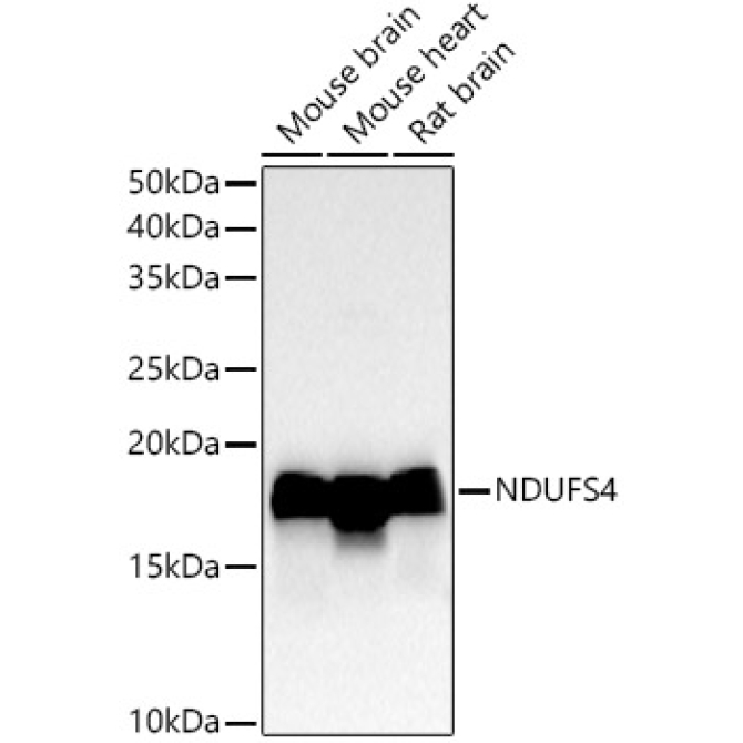 NDUFS4 Rabbit Monoclonal Antibody