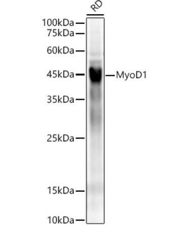 MyoD1 Rabbit Monoclonal Antibody