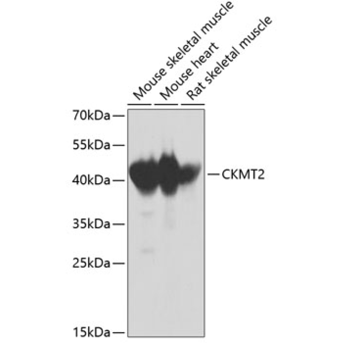 CKMT2 Rabbit Polyclonal Antibody