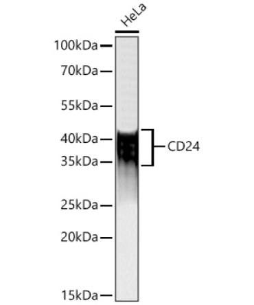 CD24 Rabbit Polyclonal Antibody