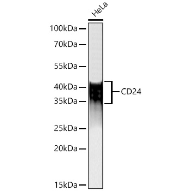 CD24 Rabbit Polyclonal Antibody