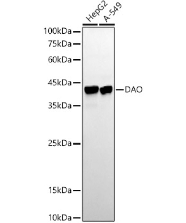 DAO Rabbit Monoclonal Antibody